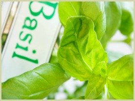picture of sweet basil herb