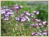 picture of thyme 