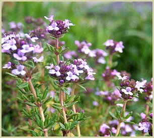 picture of thyme plant